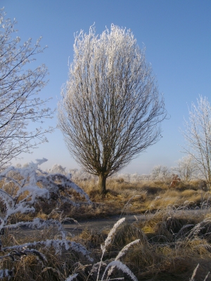 Baum am 23. Dezember 2007