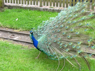 Pfau