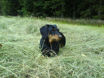 Unser Hund  Cindy