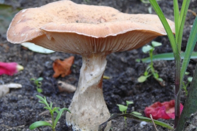 Pilz im Garten