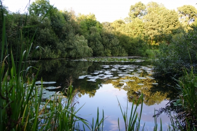 Teich in der Dämmerung 2