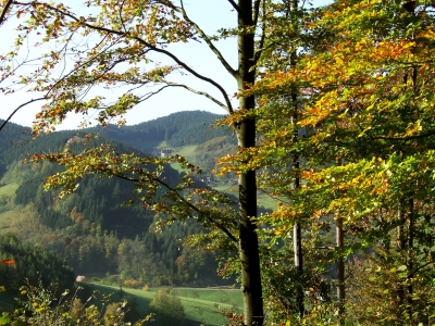 Herbsteinzug im Schwarzwald_2