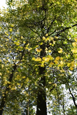 Herbst (4)