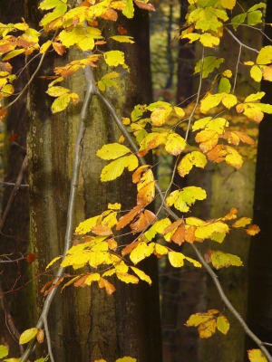 Herbstblätter 2