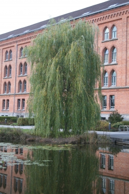 Am Celler Rathaus