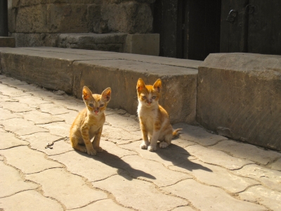 Katzen in Kairo