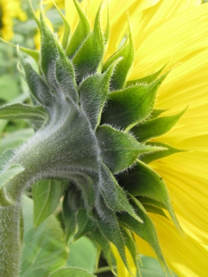 Sonnenblume-3