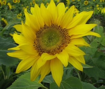 Sonnenblume-2