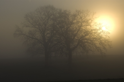 nebel_2