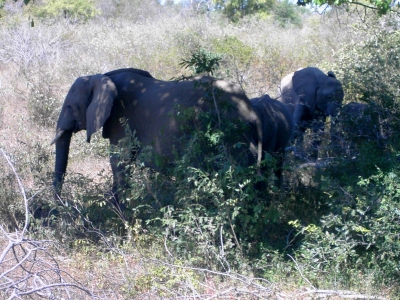 Südafrika - Krüger-NP - Impressionen - Elefant 3