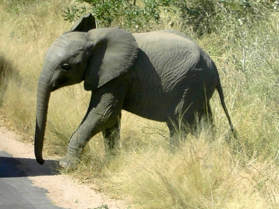 Südafrika - Krüger-NP - Impressionen - Elefant 4