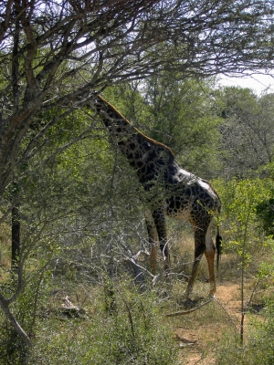 Südafrika - Krüger-NP - Impressionen - Giraffe 2