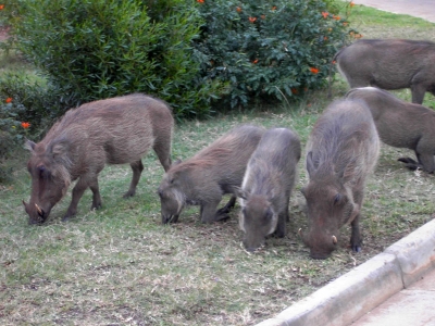 Südafrika - Schweine vor der Lodge