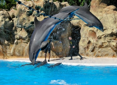 Teneriffa - Puerto de la Cruz - Loro Parque - Delfinshow 1