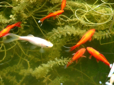 weisse und rote Goldfische