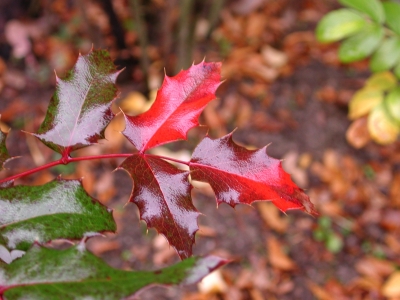 Herbstfarben