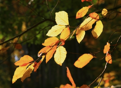 Herbstlich vergoldete Blätter