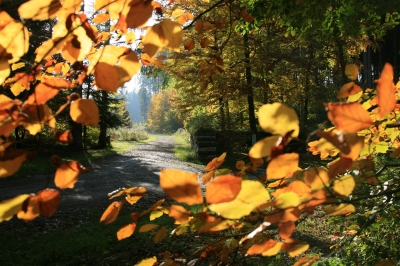 Leuchtender Herbstwald_1
