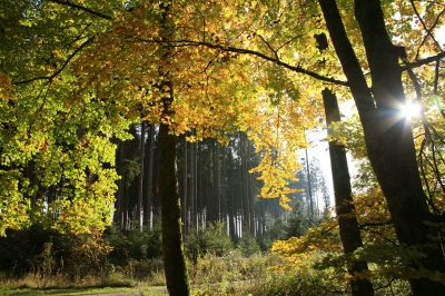 Leuchtender Herbstwald_3