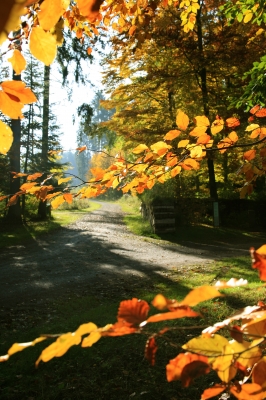 Leuchtender Herbstwald_hoch
