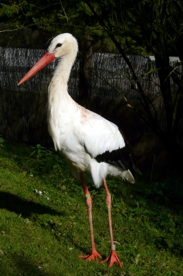 Storch #2