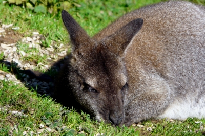 Känguru #2