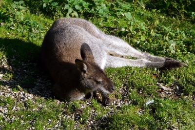 Känguru #3