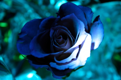 Rose in blau, die Farbe der Treue...