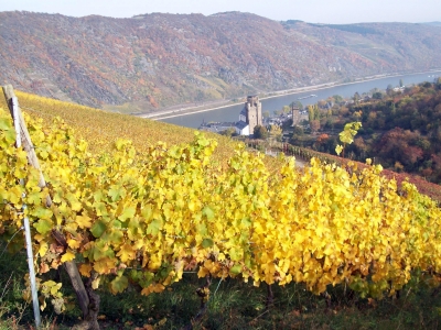 Blick auf Oberwesel durch die Weinberge