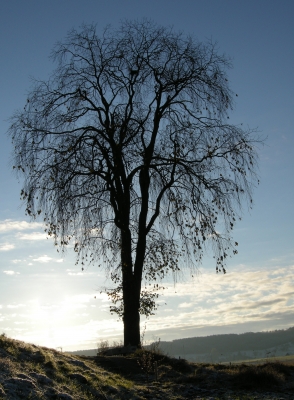 Die letzten Blätter fallen