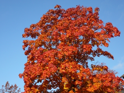 Herbstblätter