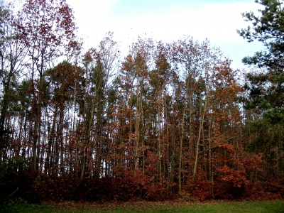 Melancholie, Herbstwald bei Dechsendorf