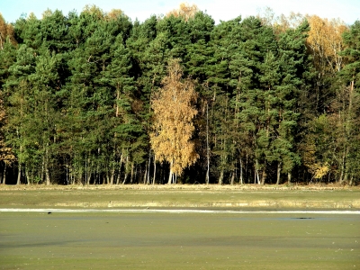 Krähe im und Herbstwald am Dechsendorfer Weiher
