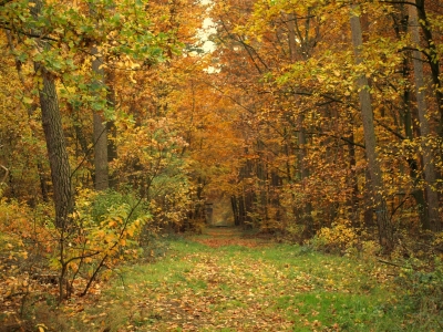 Blick in den Herbstwald