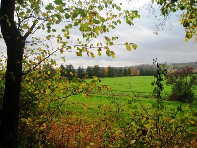 Herbstblätter - Wintersaat