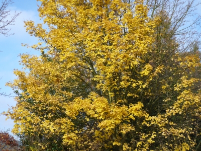 Herbstblätter