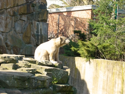 Einsamer Knut