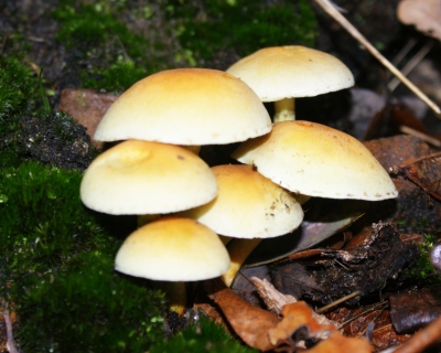 Pilze unbekannt