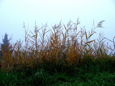 Heßdorf, Gräser im Novembernebel