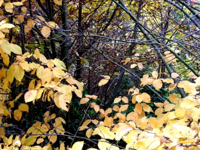Herbstlaub, gelbe Blätter in Heßdorf