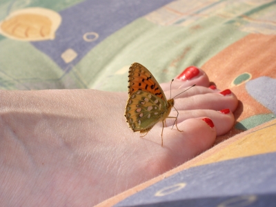 Schmetterling mit großem Fuß
