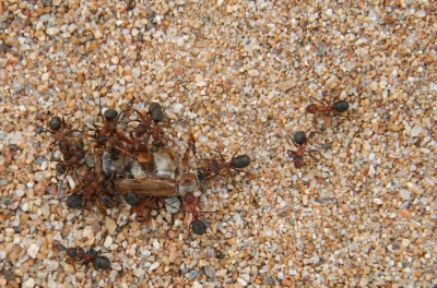 Ameisen auf erfolgreicher Jagd