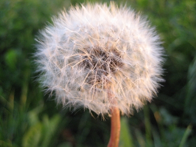 Pusteblume