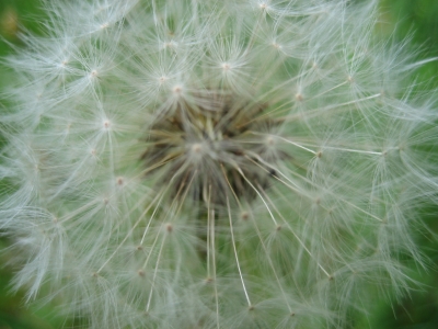 Pusteblume_2