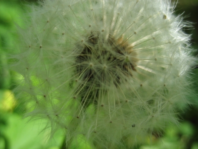 Pusteblume_3