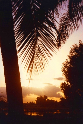 Sonnenuntergang hinter Palme