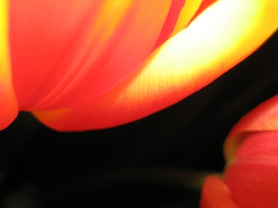 Tulpe_2