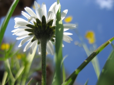 Gänseblümchen_2