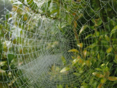 Tautropfen im Netz