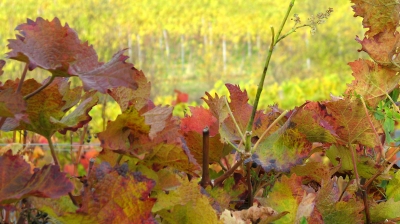 Weinlaub im Herbst